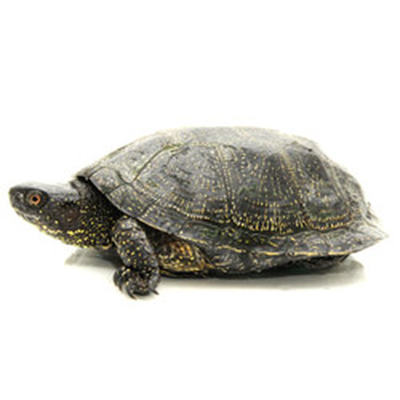 European Pond Turtle For Sale,